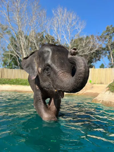 Phuket Elephant Care – наблюдение, общение и кормление слонов