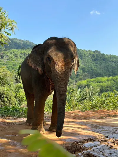 Phuket Elephant Care – наблюдение, общение и кормление слонов