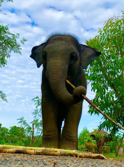 Phuket Elephant Care – наблюдение, общение и кормление слонов
